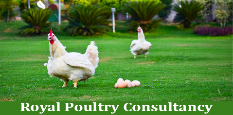 royal poultry consultancy2